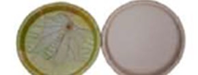 12 inch square disposable eco plate